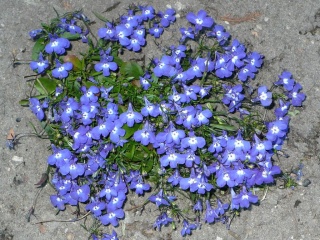 P1070293-blue-flowers-rabatka.jpg