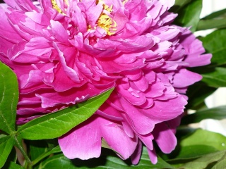 P1070311-kwiat-w-wazonie.JPG