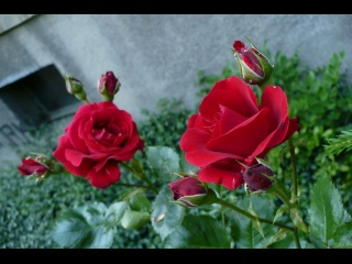 P1070317-roses.JPG