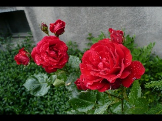P1070423-wet-roses.JPG