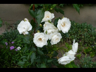P1070449-white-rose.JPG