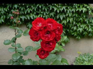 P1070450-red-rose.JPG