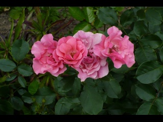 P1070451-pink-rose.JPG