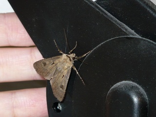 P1070521-cma-moth.JPG