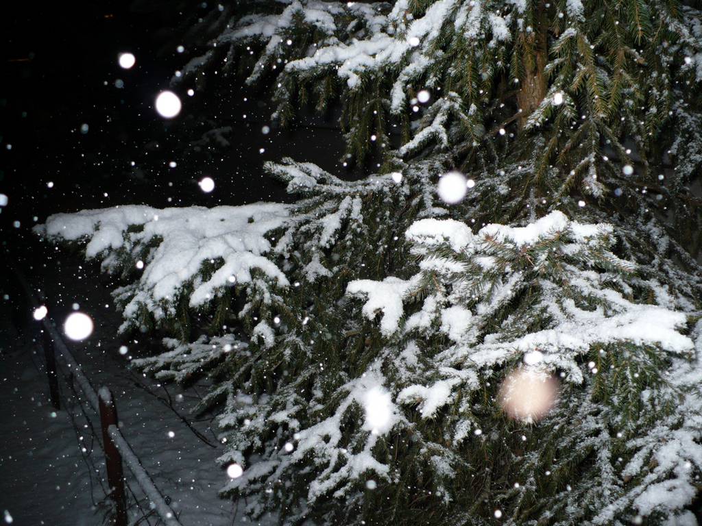 zimno - choinka - świerk - zima - noc - winter - śnieg - night - spruce - snow - cold - świerk - śnieg - śnieg