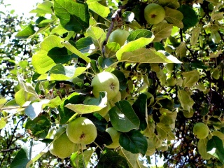 zielone-jabluszko-green-apple.jpg