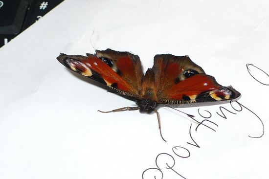 Motyl, butterfly