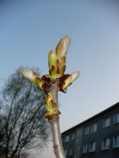 pąk - wiosna - spring