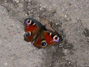 Schmetterling - farfalla - mariposa - butterfly - motyl - Бабочка - papillon - мотылёк - wiosna - spring - мотылек - Falter