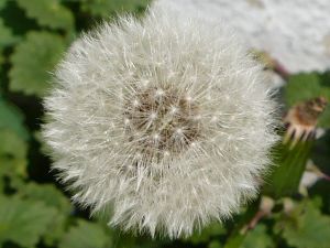Mniszek lekarski - dmuchawiec - kwiat - flower - Taraxacum officinale - chwasty - mlecz - wiosna - spring