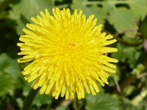 Mniszek lekarski - flora - flower - Taraxacum officinale - kwiaty - chwast - mlecz - wiosna - spring