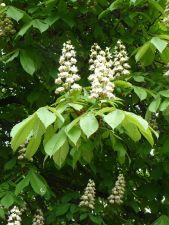 tree - kasztanowiec - kwiat - drzewo - aesculus - kasztan - flower