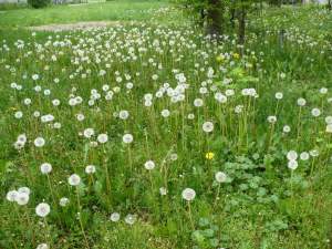 Mniszek lekarski - flora - flowers - kwiaty - Taraxacum officinale - chwasty - mlecz - wiosna - spring