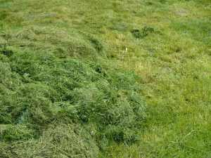 grasfield - trawnik - trawa - grass