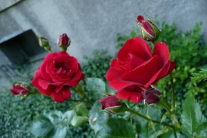 rose - kwiaty - flowers - róża - wiosna - flora - spring