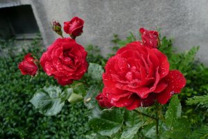 roses - deszcz - róże - rain - wiosna - spring