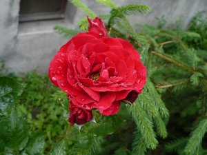 rose - róża - deszcz - rain - wiosna - spring