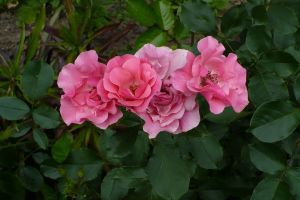 roses - róże - pink rose - flora - róże - kwiaty - flowers - wiosna - spring