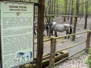 Polish primitive horse - konik polski - Gołuchów
