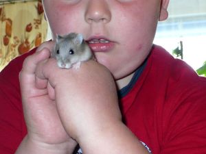 RAT DE BLÉ - hámster - pet - hamster - Hamsterer - chomik - hámster - child - Хомяк - zwierzątko - RAT DE BLÉ - dziecko