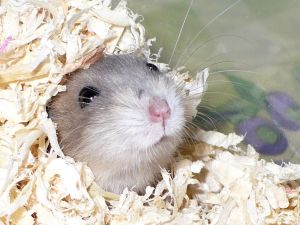 RAT DE BLÉ - hámster - pet - hamster - Hamsterer - chomik - Хомяк - zwierzątko