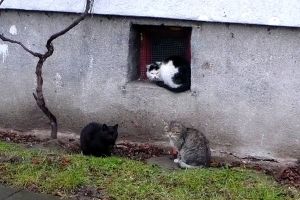 Katze - gatto - gato - кот - capucin - cat - chat - matou - gato doméstico - kot