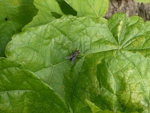 leaf - liść - mucha - fly