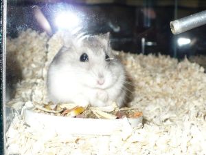 жомяк - criceto - hamster - RAT DE BLÉ - chomik - hámster