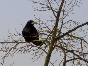 Ворон - kruk - crow - corvo - raven - corbeau - Rabe - Kolkrabe - cuervo