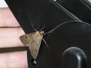 ćma - bug - moth
