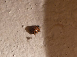 biodronka - coccinella - zwierzęta - ladybird - fauna - animals - ladybug