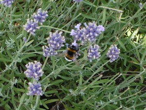 bumblebee - trzmiel - kwiaty - flowers