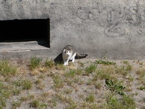 cat - kot - camouflage - kamuflaż - Katze - gatto - capucin - gato - chat - matou - gato doméstico - кот