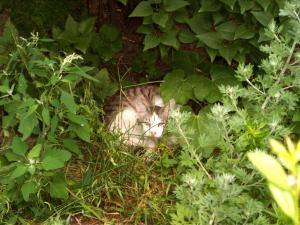 cat - zarośla - kot - flora - Katze - gatto - camouflage - kamuflaż - gato - capucin - zieleń - chat - matou - кот - gato doméstico