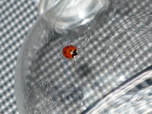 biedronka - ladybug