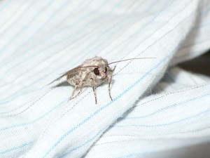 ćma - moth - pidżama - ćma - pyjamas