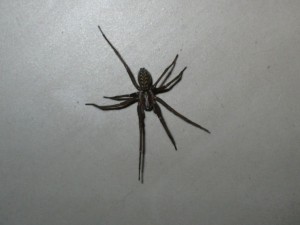 pająk - spider