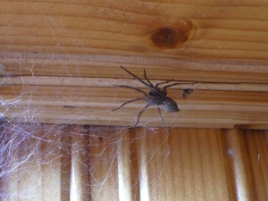 pająk - spider