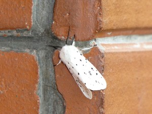 widłogonka gronostajka - moth - ćma