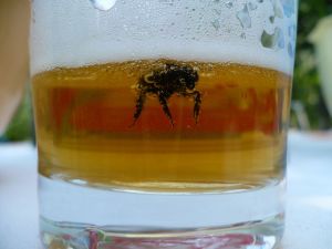 bug - piwo - krzywy ryj - robak - beer