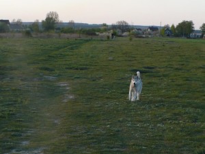 pies - borys - dog - husky - spacer - walk - wiosna - spring