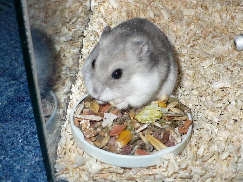 жомяк - criceto - hamster - RAT DE BLÉ - chomik - hámster