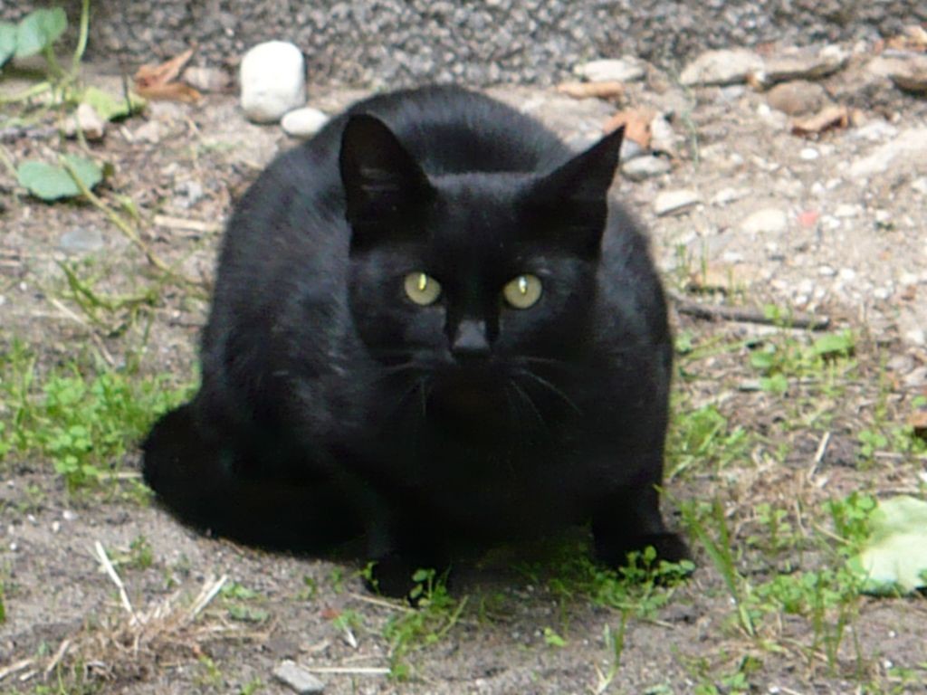 cat - czarny - black - kot - Katze - gatto - gato - capucin - chat - matou - gato doméstico - кот