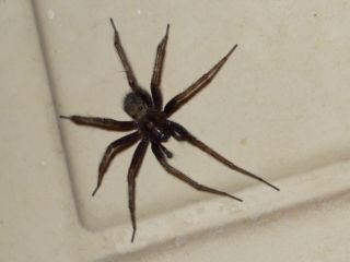 home-spider.jpg