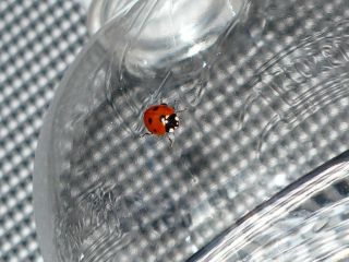 ladybug-on-mineral-water.jpg