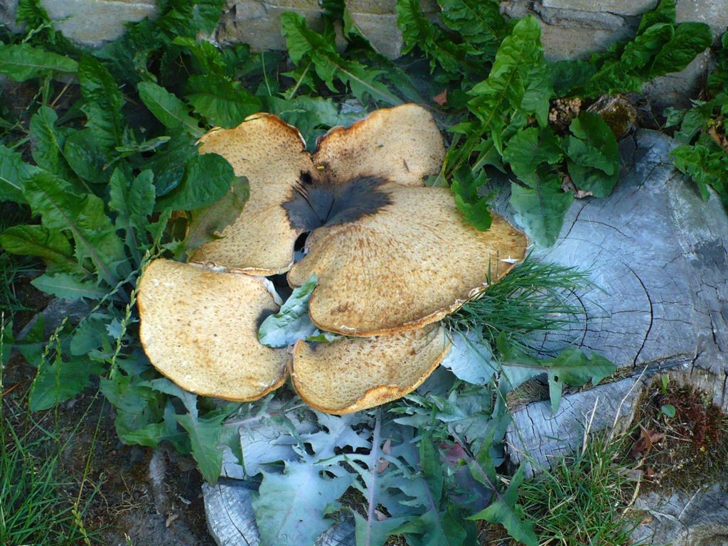 grzyb - mushroom
