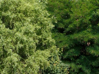 P1070498-drzewa-w-sloncu.JPG