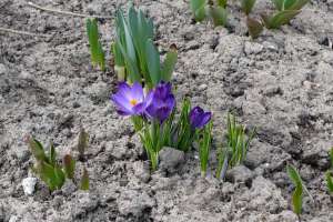 kwiaty - flowers - wiosna - spring