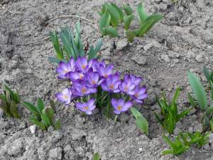 kwiaty - flowers - wiosna - spring