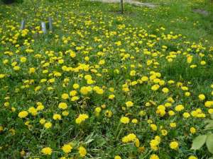 Taraxacum officinale - kwiaty - flowers - Mniszek lekarski - chwasty - mlecz - wiosna - flora - spring